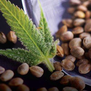 SEMLLAS DE CANNABIS